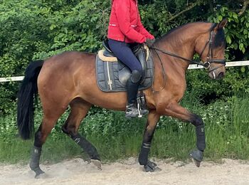 PRE Andalusier Stute Nachwuchspferd, Koko, Horses For Sale, Mönchengladbach