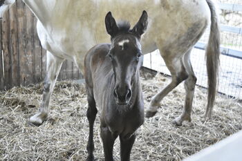 PRE (Andalusier) breeding "Starter Kit" (1 Hengst, 2 Stuten 1 Fohlen)