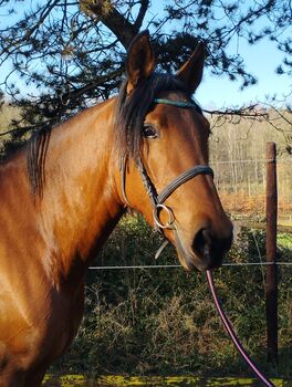 PRE Andalusier Stute Nachwuchspferd, Koko, Horses For Sale, Mönchengladbach