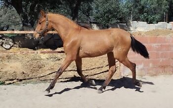 PRE Athila für Zucht oder Freizeit, Post-Your-Horse.com (Caballoria S.L.), Horses For Sale, Rafelguaraf