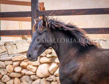 PRE Black Escalera / full papers, Post-Your-Horse.com (Caballoria S.L.), Horses For Sale, Rafelguaraf