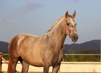 PRE Zuchtstute für Freizeit und Zucht, ISPA - Iberische Sportpferde Agentur (ISPA - Iberische Sportpferde Agentur), Horses For Sale, Bedburg