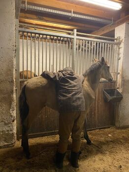 PRE Buckskin Hengstfohlen, Absetzer