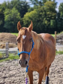 PRE, Conjunto Mestizo, kleine Spanierin