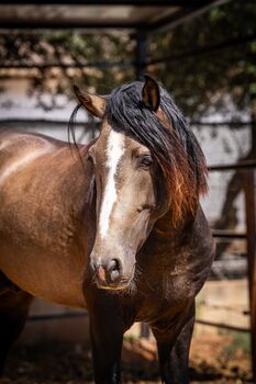 PRE Dark Buckskin Alarico / Full Papers, Post-Your-Horse.com (Caballoria S.L.), Konie na sprzedaż, Rafelguaraf