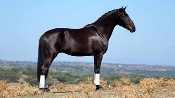 PRE Traumhengst in lackschwarz, ISPA - Iberische Sportpferde Agentur (ISPA - Iberische Sportpferde Agentur), Horses For Sale, Bedburg
