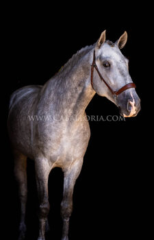 PRE Dressurpferd Soimo  /  full papers, Post-Your-Horse.com (Caballoria S.L.), Horses For Sale, Rafelguaraf