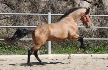 PRE Falbe mit viel Potenzial für Dressur, Post-Your-Horse.com (Caballoria S.L.), Horses For Sale, Rafelguaraf