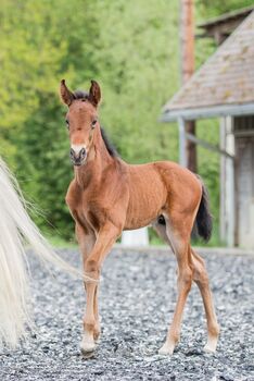 PRE Hengstfohlen aus 2020 - Halbbruder zu Poeta Su, ISPA - Iberische Sportpferde Agentur (ISPA - Iberische Sportpferde Agentur), Horses For Sale, Bedburg