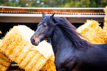 PRE gekörter Zuchthengst PRL / full papers, Post-Your-Horse.com (Caballoria S.L.), Pferd kaufen, Rafelguaraf