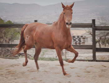 PRE Cruzado Stute, Yeguada Trébol, Horses For Sale, Alcoy