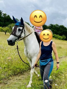 PRE Wallach, Steffi, Horses For Sale, Steinthaleben