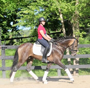 PRE-Wallach mit Charme und solider Ausbildung, Vanessa Brandt, Horses For Sale, Wildenbruch