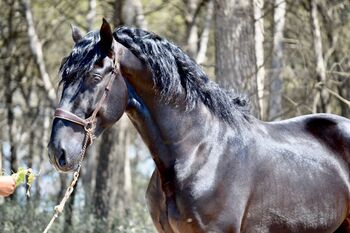 PRE Glanzrappe 166cm / 30 Monate, Post-Your-Horse.com (Caballoria S.L.), Horses For Sale, Rafelguaraf