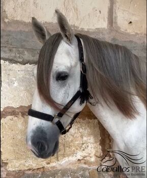 PRE Schimmelhengst - 3,5 Jahre alt - ca. 1.64 m