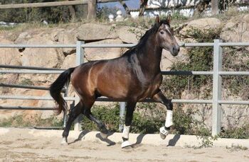 Großrahmiger PRE Schimmelhengst - 1.73m - Top Abstammung, Thomas Adams (Caballos PRE), Horses For Sale, Bell