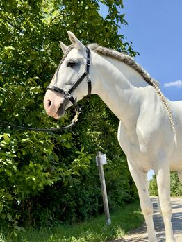 PRE Schimmel Hengst -Märchenprinz im besten Alter