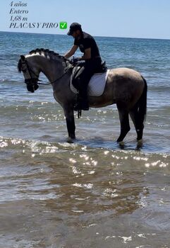 PRE Hengst - 4 jährig - 1.68 m, Thomas Adams (Caballos PRE), Horses For Sale, Bell