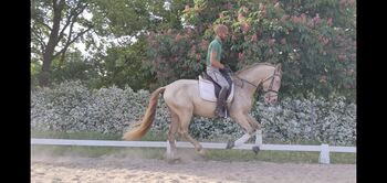 PRE Hengst in Perlino, Mellies, Horses For Sale, Sonnewalde