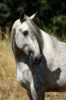 PRE Hengst mit wundervollem, klaren Charakter - 1.65 m - Yeg. Militar