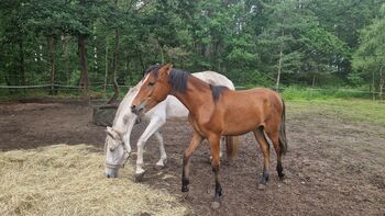 PRE Hengstjährling Bayo