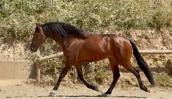 PRE Hengst - 4 Jahre, ca. 1.62 m, angeritten- Guardiola, Thomas Adams (Caballos PRE), Horses For Sale, Bell
