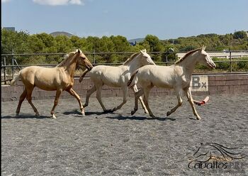 PRE Hengstfohlen - Palomino und Bay Perla aus 2025, Thomas Adams (Caballos PRE), Horses For Sale, Bell