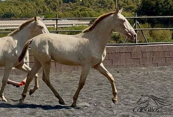 PRE Hengstfohlen - Palomino und Bay Perla aus 2025