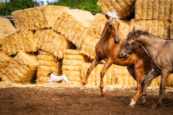 PRE Junghengst 3 Jahre Palomino best bloodlines / full papers