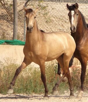 PRE Junghengst aus 2021 in Sonderfarbe, Post-Your-Horse.com (Caballoria S.L.), Horses For Sale, Rafelguaraf