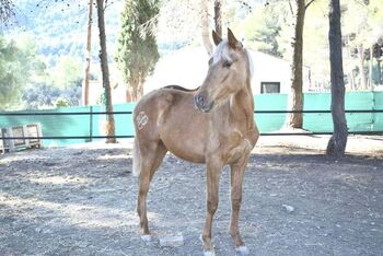 PRE Stutfohlen 2 Jahre Palomino, Yeguada Trébol, Konie na sprzedaż, Alcoy