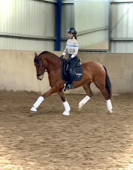 PRE-Stute, Kartäuser, Andalusier mit Traumcharakter