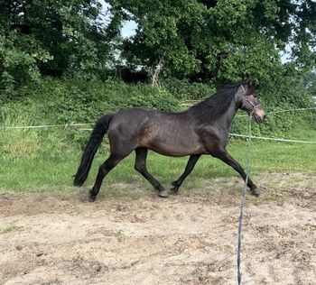 PRE Stute Zucht Beisteller tausch, Franzi, Horses For Sale, Schiffdorf