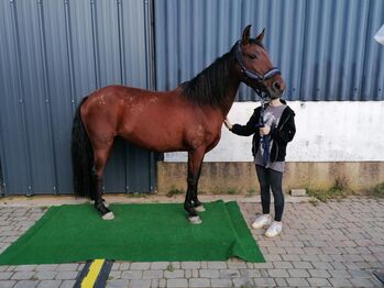 Pre Stute Ora als Beisteller, Maja Ostermann, Horses For Sale, Konz