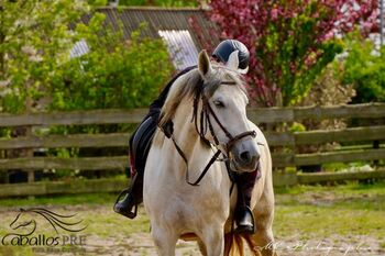 PRE Stute - Geritten - 6 jährig - ca. 1.64 m, Thomas Adams (Caballos PRE), Horses For Sale, Bell
