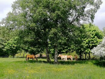 PRE Stute zur Verfügung gesucht, Arlt, Horses For Sale, Ballenstedt 