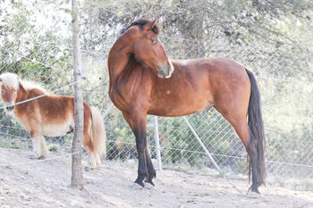 PRE Stute mit einen blauen Auge, Yeguada Trébol, Horses For Sale, Alcoy