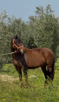 PRE Stute direkt vom Züchter - ca. 1.64 m