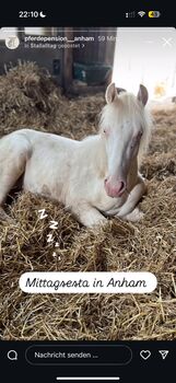 Pre Mix Wallach Jährling