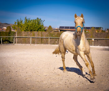 PRE Palomino 1,5 Jahre elegant sportlich / full papers