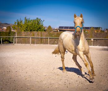 PRE Palomino 1,5 Jahre elegant sportlich / full papers, Post-Your-Horse.com (Caballoria S.L.), Horses For Sale, Rafelguaraf
