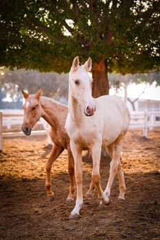 PRE Palomino / full papers, Post-Your-Horse.com (Caballoria S.L.), Konie na sprzedaż, Rafelguaraf