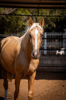 PRE Palomino Quimba / Full Papers, Post-Your-Horse.com (Caballoria S.L.), Horses For Sale, Rafelguaraf