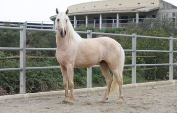 PRE Palomino Talisman 3 Jahre angeritten, Post-Your-Horse.com (Caballoria S.L.), Pferd kaufen, Rafelguaraf