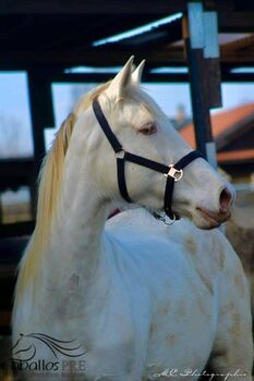 PRE Perlino Stute - 6 jährig - 1.60 m - Marti Verdia Abstammung, Thomas Adams (Caballos PRE), Horses For Sale, Bell