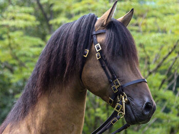 PRE Pura Raza Española, Hengst, 14 Jahre, Buckskin (Falbe), 1,60m Stm.