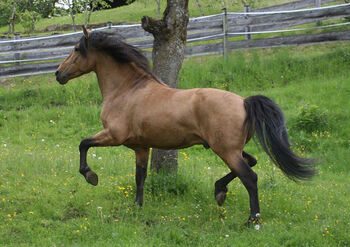PRE Pura Raza Española, Hengst, 15 Jahre, Buckskin (Falbe), 1,60m Stm.