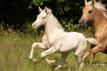 PRE Pura Raza Espanola, Stute, 3 Monate, Cremello ANCCE, WOW Pferd  (WOW Pferd), Horses For Sale, Bayern - Attenkirchen