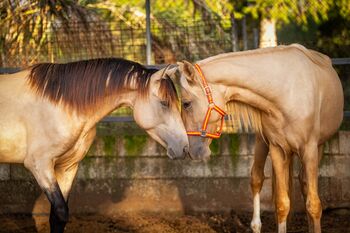 PRE Quimba / pirofrei / Palomino, Post-Your-Horse.com (Caballoria S.L.), Horses For Sale, Rafelguaraf