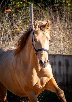 PRE Ruffy isabello / double pearl / full papers, Post-Your-Horse.com (Caballoria S.L.), Horses For Sale, Rafelguaraf